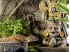 Wodospad Aztec Sacred Maize Waterfall18,5x25cm Exo Terra 219,90 zł