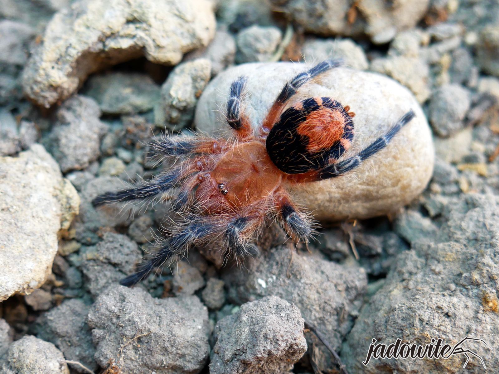 Cyriocosmus perezmilesi L2/3 (0,5cm) 49,00 zł