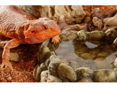 Miska narożna na wodę XL Corner Water Dish 23,5x23x6,5cm Exo Terra 139,00 zł