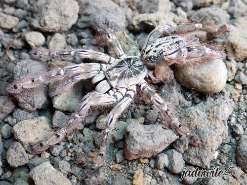 Heteroscodra maculata L5 (2,5cm) 25,00 zł