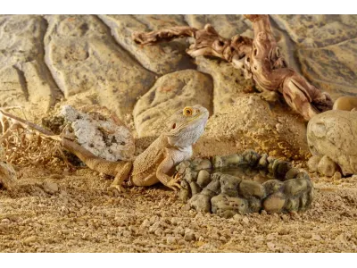 Miska narożna na wodę XL Corner Water Dish 23,5x23x6,5cm Exo Terra 139,00 zł