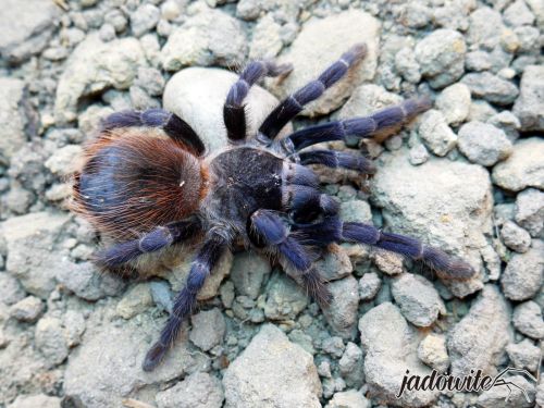 Pterinopelma sazimai L2 (0,5cm) 16,00 zł