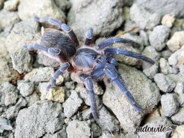 Aphonopelma seemanni L3/4 (1,5cm) 55,00 zł