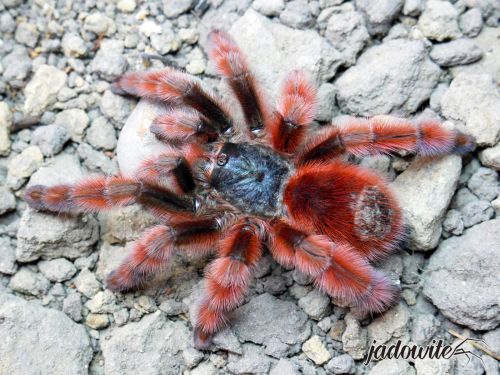 Caribena versicolor L2 (1,5cm) 45,00 zł