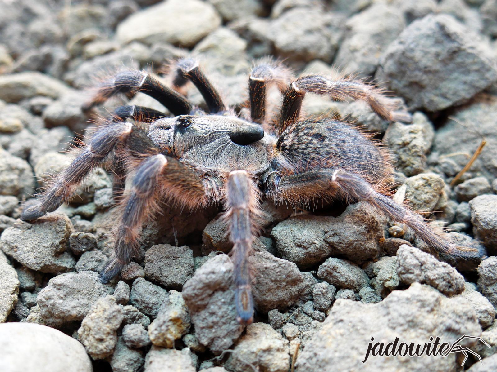 Ceratogyrus darlingi L4 (2cm) 25,00 zł