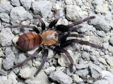 Chilobrachys fimbriatus L2 (1,5cm) 25,00 zł