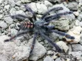 Psalmopoeus irminia L3 (2cm) 16,00 zł