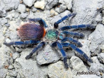 Dolichothele diamantinensis ♀ 1,5-2DC (3cm) 300,00 zł