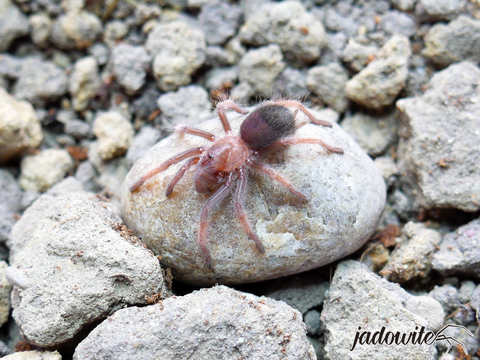 Brachypelma emilia L2 (1cm) 40,00 zł