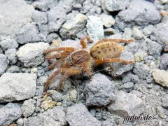 Pterinochilus lugardi ♂ 2-2,5DC (4cm) 39,00 zł