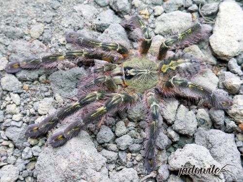 Poecilotheria rufilata L2/3 (2cm) 65,00 zł