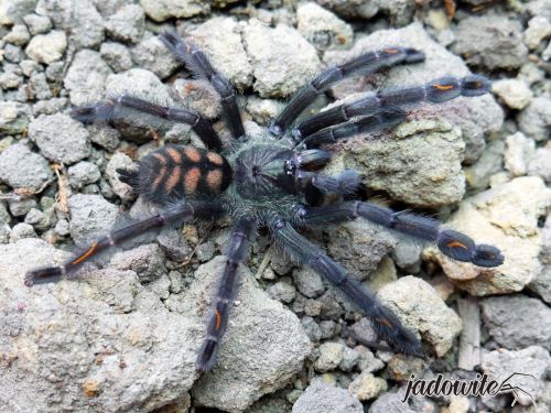 Psalmopoeus irminia L3 (2cm) 16,00 zł