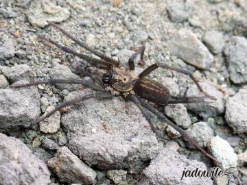 Linothele sericata ♀ 3,5DC (8cm) 140,00 zł