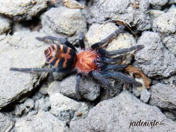 Davus pentaloris ♀ 3-3,5DC (6cm) 120,00 zł