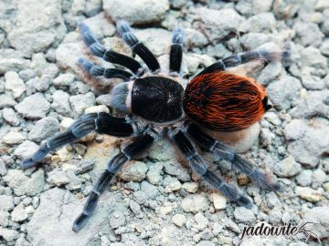 Tliltocatl vagans ♀ 2,5-3DC (5cm) 95,00 zł