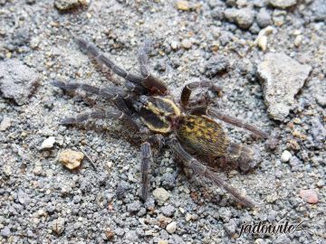 Heterothele villosella ♀ 1,5DC (2,5cm) 59,00 zł