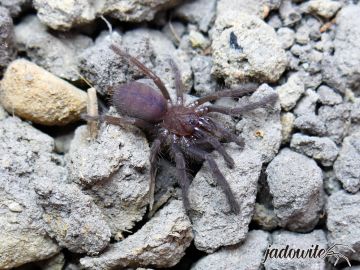 Chilobrachys fimbriatus ♂ 2-2,5DC (5cm) 39,00 zł