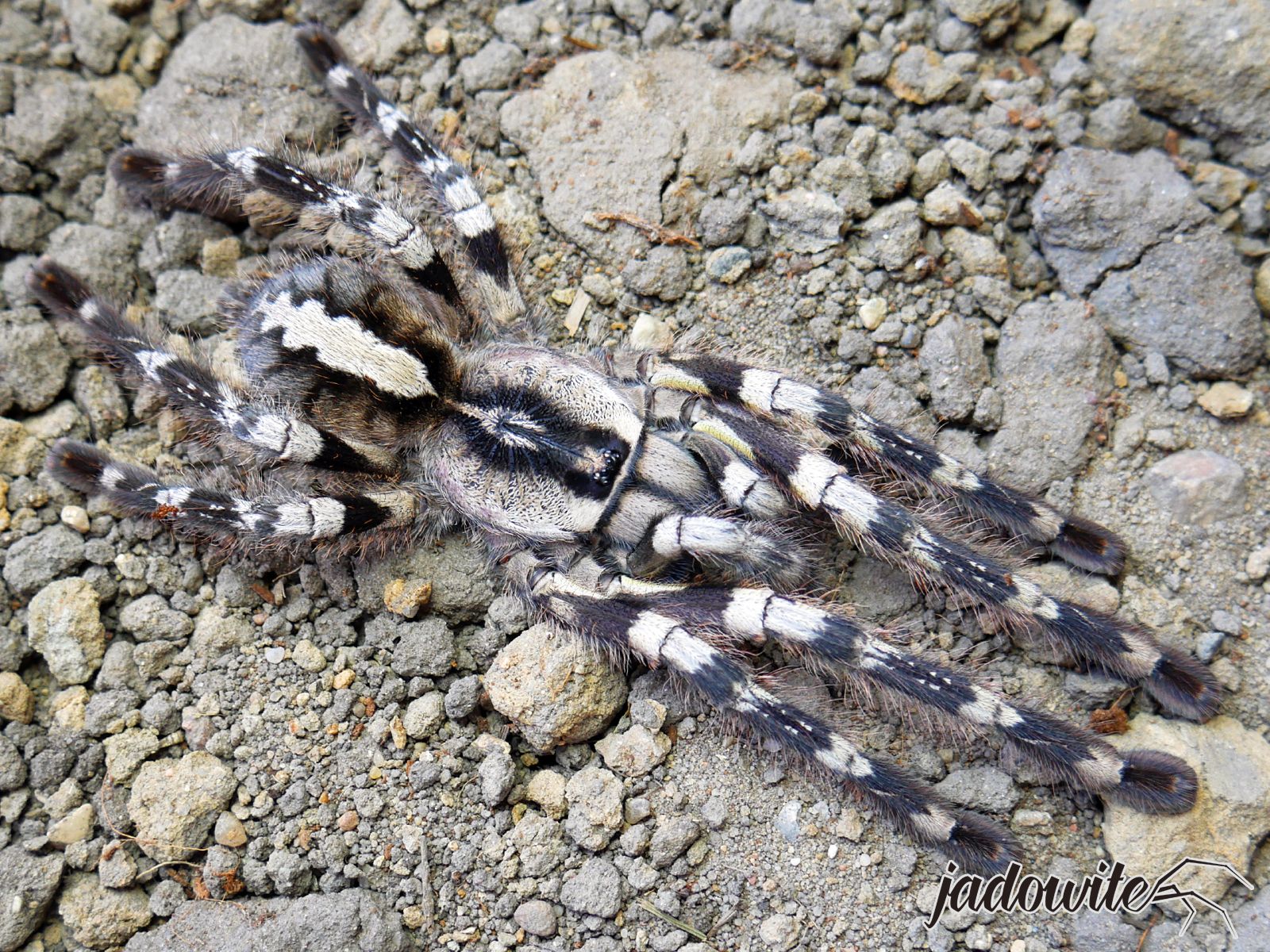 Poecilotheria regalis L3/4 (4,5cm) 40,00 zł