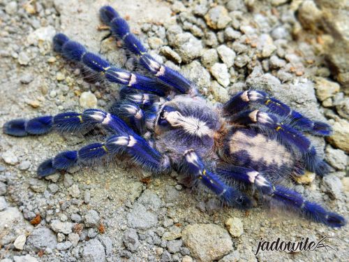 Poecilotheria metallica L2/3 (2cm) 120,00 zł