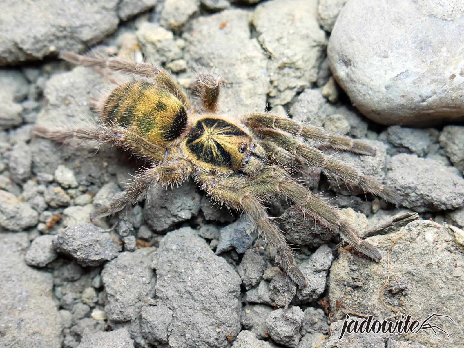 Neoholothele incei ♀ 2-2,5DC (5cm) 70,00 zł