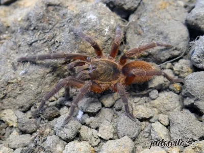 Euthycaelus colonicus L4/5 (1,5-2cm) 35,00 zł