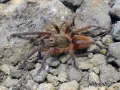 Euthycaelus colonicus L4/5 (1,5-2cm) 35,00 zł