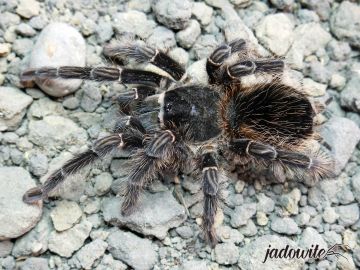 Lasiodora parahybana 2,5DC (5,5cm) 50,00 zł