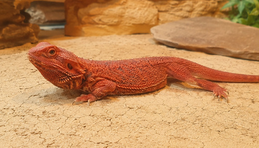 Terrarium dla agamy brodatej — jak wyposażyć terrarium dla agamy