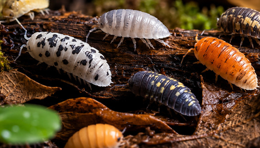 Isopody w terrarium — hodowla równonogów, podłoże, karmienie i warunki