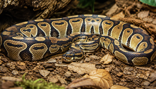 Pyton królewski — terrarium, warunki hodowli i wyposażenie dla Python regius