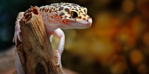 Terrarium dla gekona lamparciego - jak je wyposażyć? Sprawdź czego będziesz potrzebować