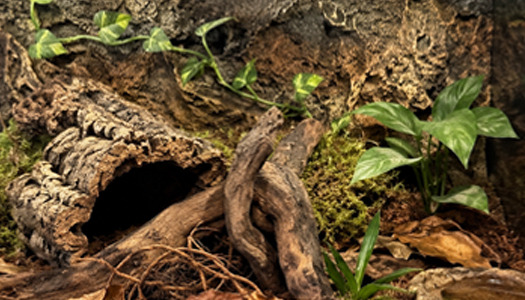 Jak wyposażyć terrarium dla ptasznika? Podłoże, kryjówki i wystrój