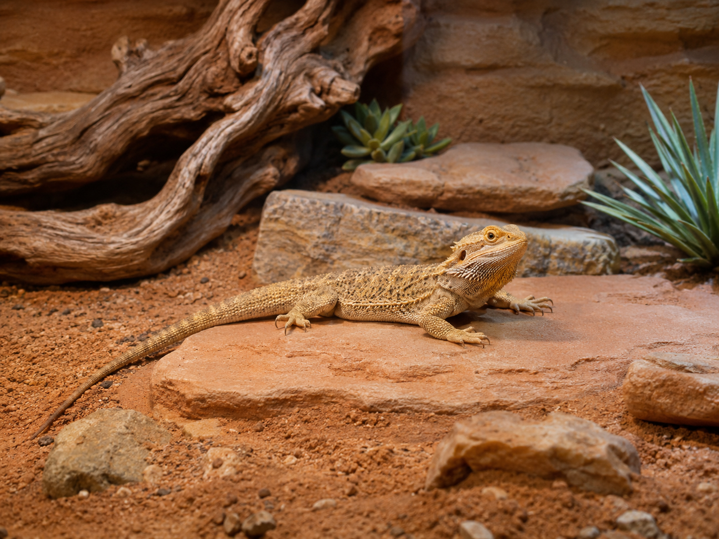 Terrarium dla agamy brodatej — jak wyposażyć terrarium dla agamy
