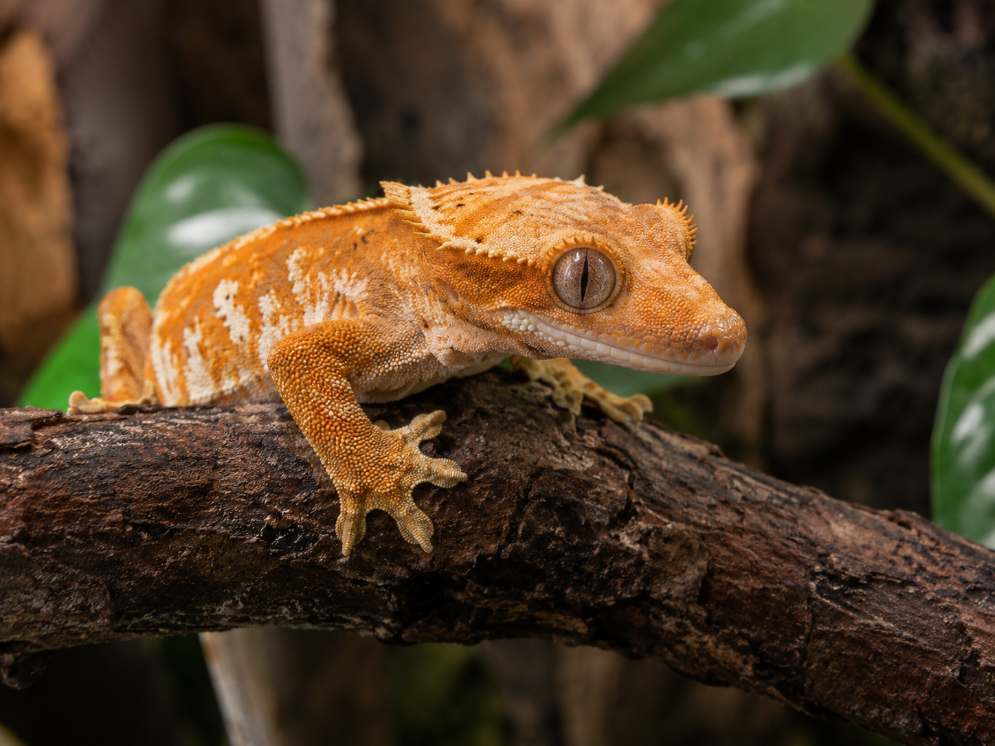 Gekon orzęsiony – terrarium, hodowla i wyposażenie dla gekona