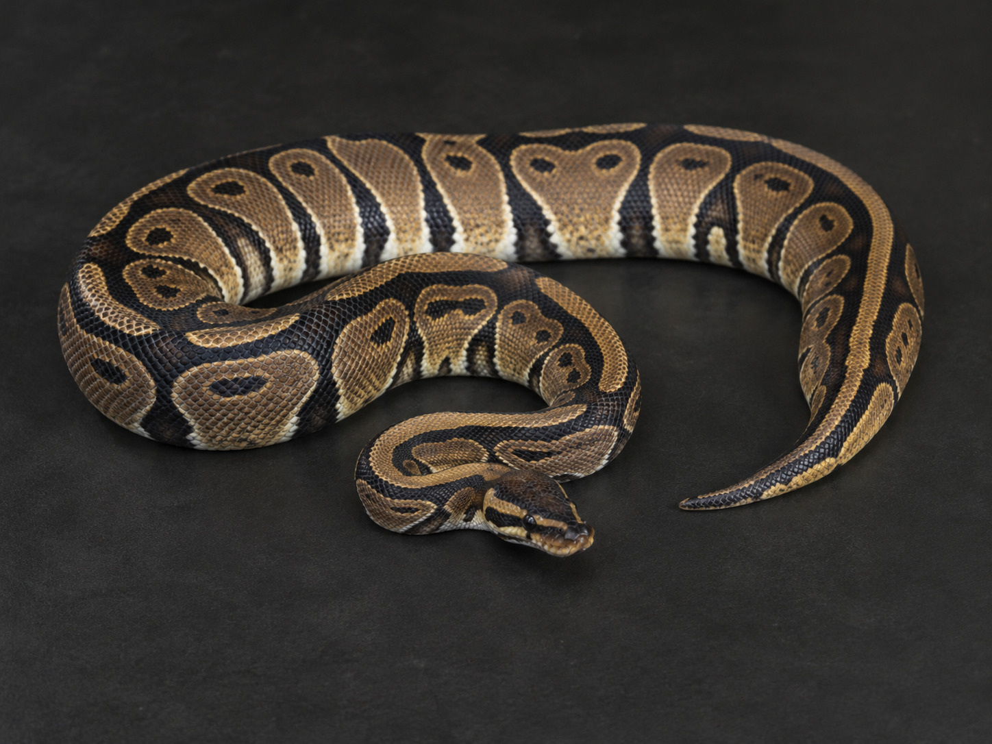 Pyton królewski — terrarium, warunki hodowli i wyposażenie dla Python regius